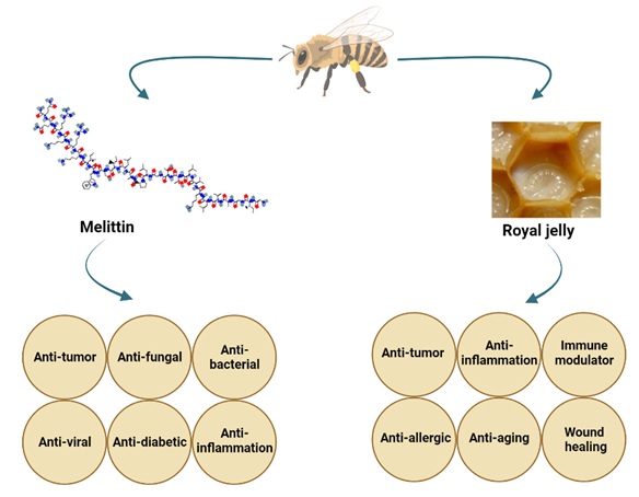 Anti-inflammatory influences of royal jelly and melittin and their effectiveness on wound healing 